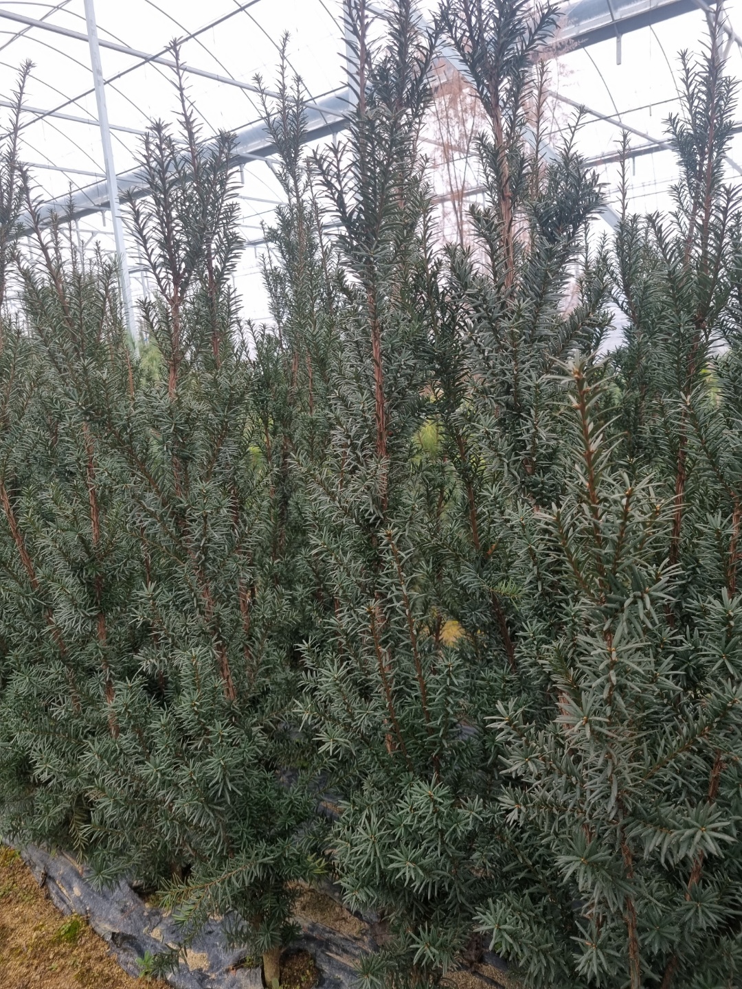 Taxus media 'Hicksii'